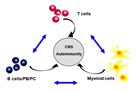 Immune cell interactions driving MS attacks.